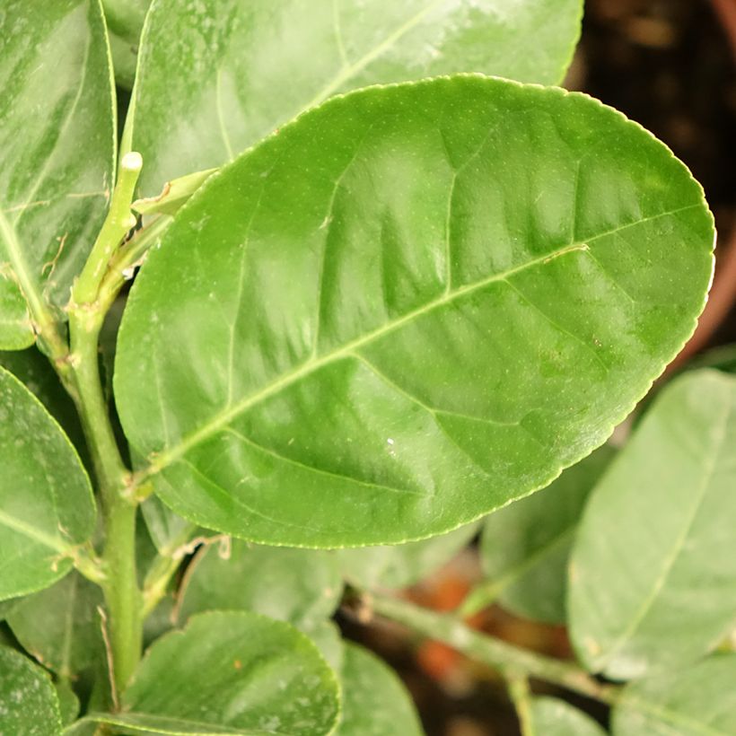 Cidro - Citrus medica (Follaje)