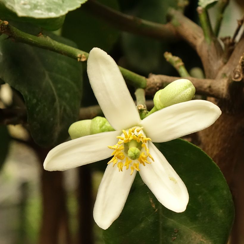 Cidro - Citrus medica (Floración)