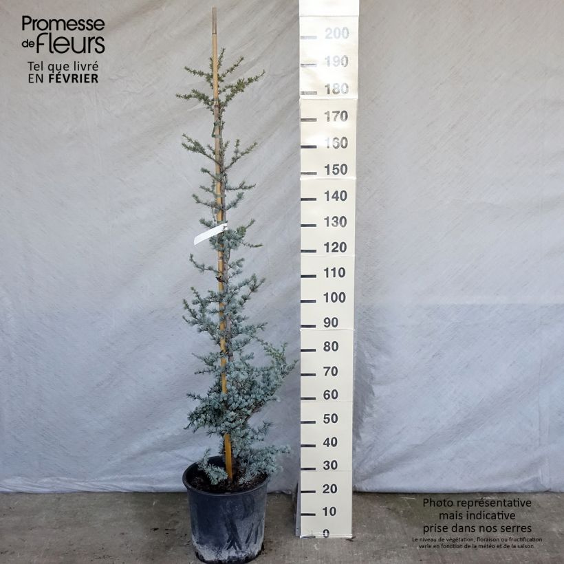 Cèdre bleu de l'Atlas - Cedrus libani Atlantica Glauca Pot de 18L/20L Ejemplar entregado en invierno