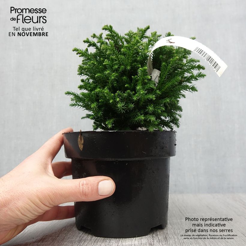 Ejemplar de Cryptomeria japonica Green Pearl - Cèdre du Japon en pot de 2l/3l entregado en otoño