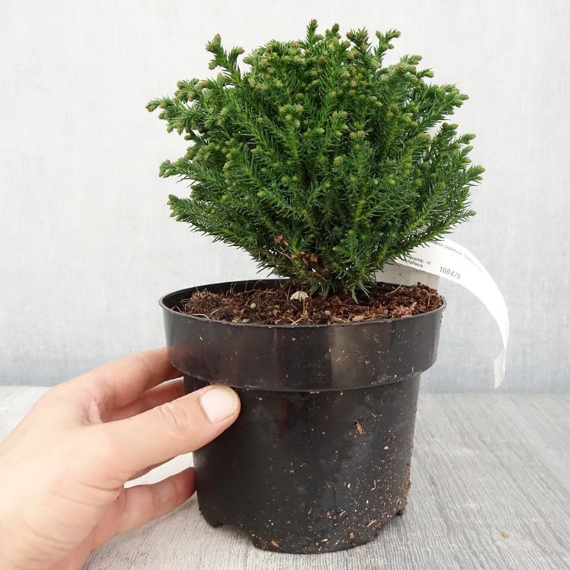 Cryptomeria japonica Green Pearl - Cèdre du Japon en pot de 2l/3l Ejemplar entregado en la primavera