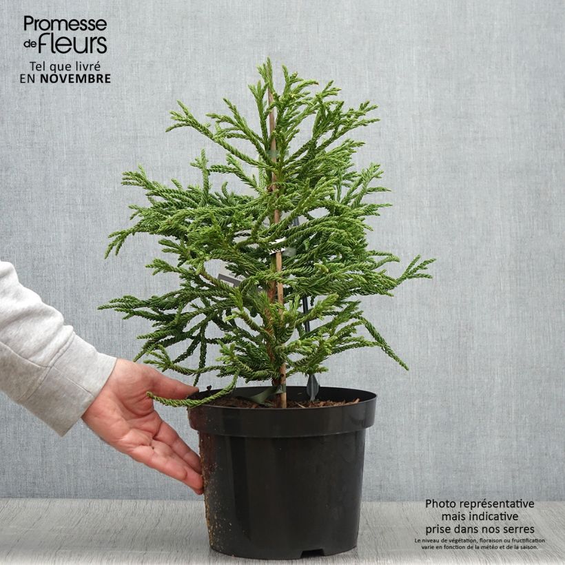 Ejemplar de Cryptomeria japonica Spiralis - Cèdre du Japon Pot de 4L/5L entregado en otoño