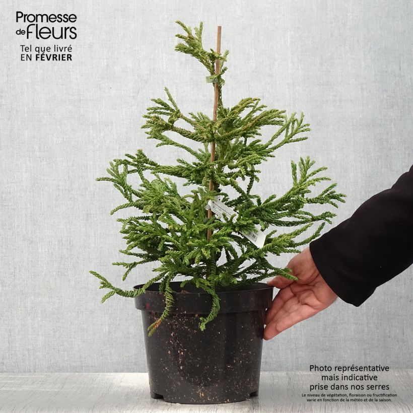 Cryptomeria japonica Spiralis - Cèdre du Japon Pot de 4L/5L Ejemplar entregado en invierno