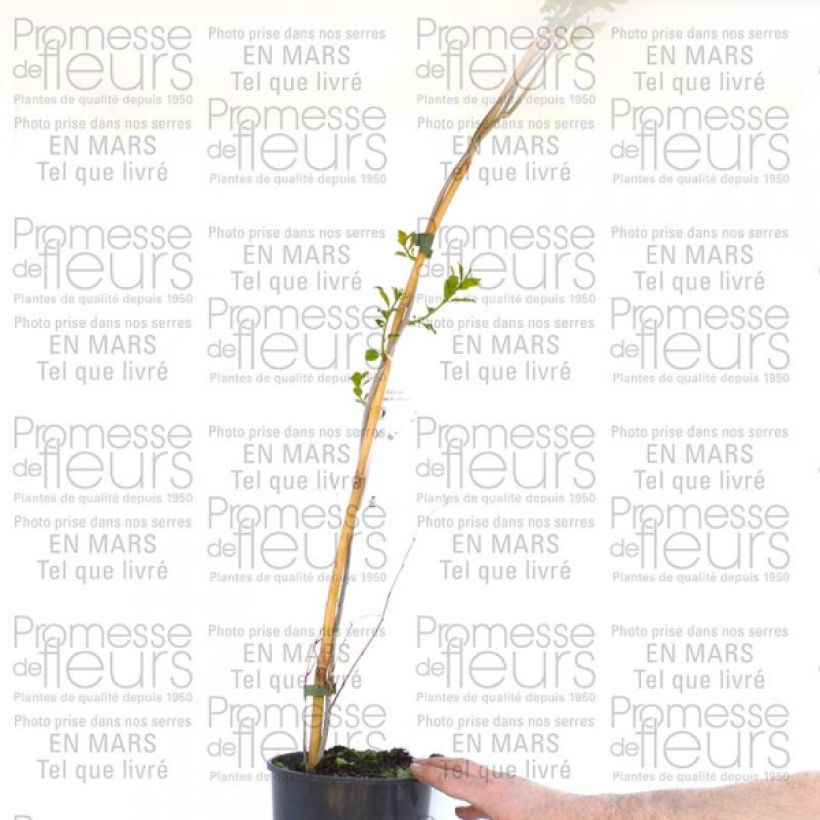 Ejemplo de ejemplar de Celastrus Autumn Revolution - Bourreau arbres Pot de 2L/3L tal y como se entrega