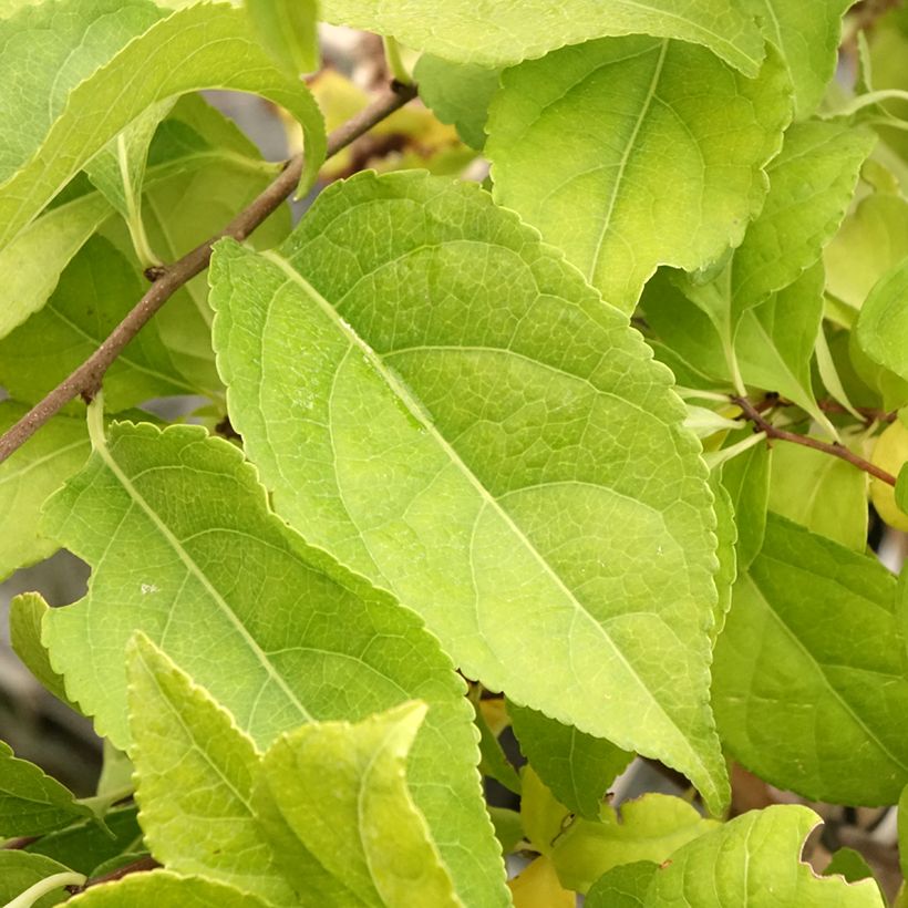 Celastrus orbiculatus Diana (Follaje)