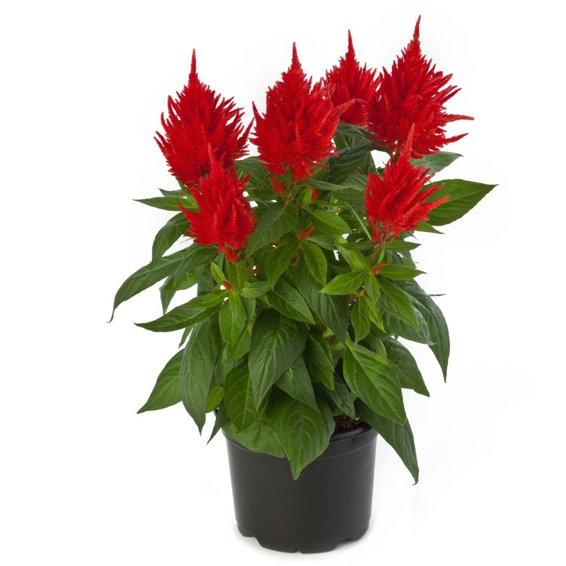 Celosia argentea var. plumosa Kelos Fire Orange (Floración)