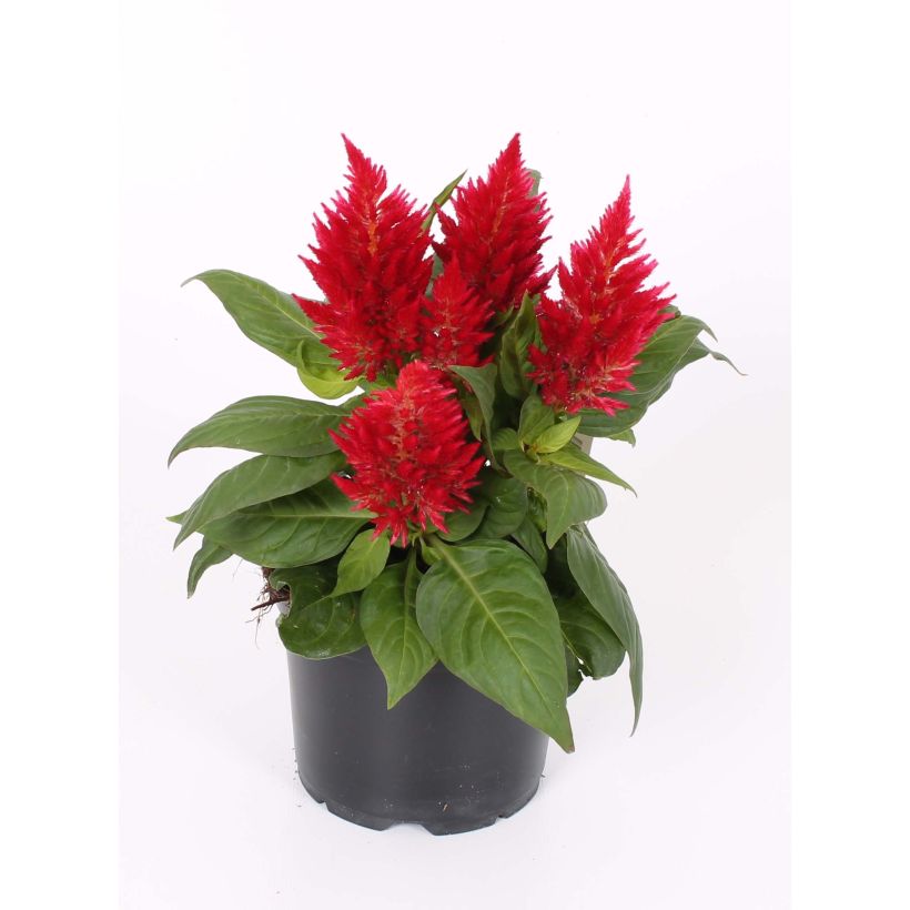 Celosia spicata Kelos Fire Red (Floración)