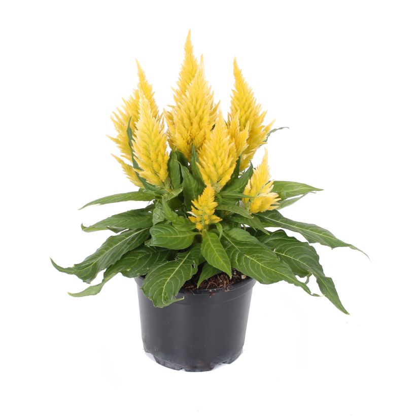 Celosia spicata Kelos Fire Yellow (Floración)