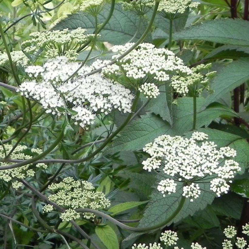 Perejil báltico - Cenolophium denudatum (Floración)