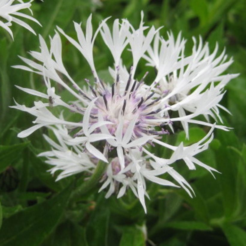 Centaurea montana Alba (Floración)