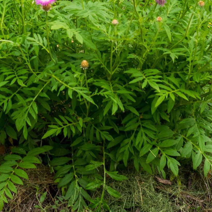 Centaurea dealbata - Centaurea (Follaje)