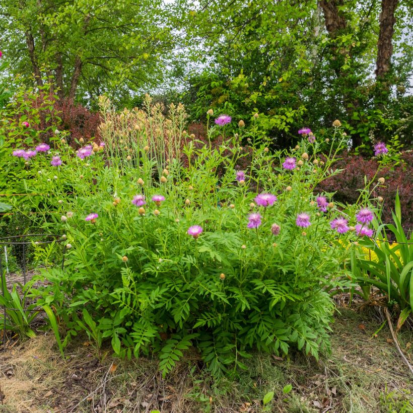 Centaurea dealbata - Centaurea (Porte)