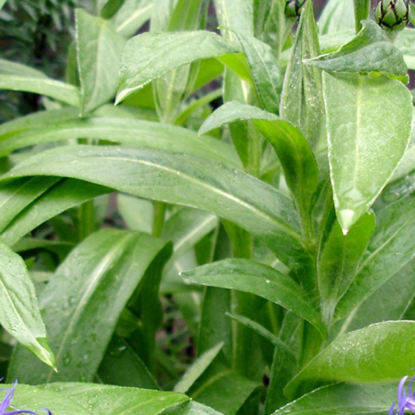 Centaurea montana Coerulea (Follaje)