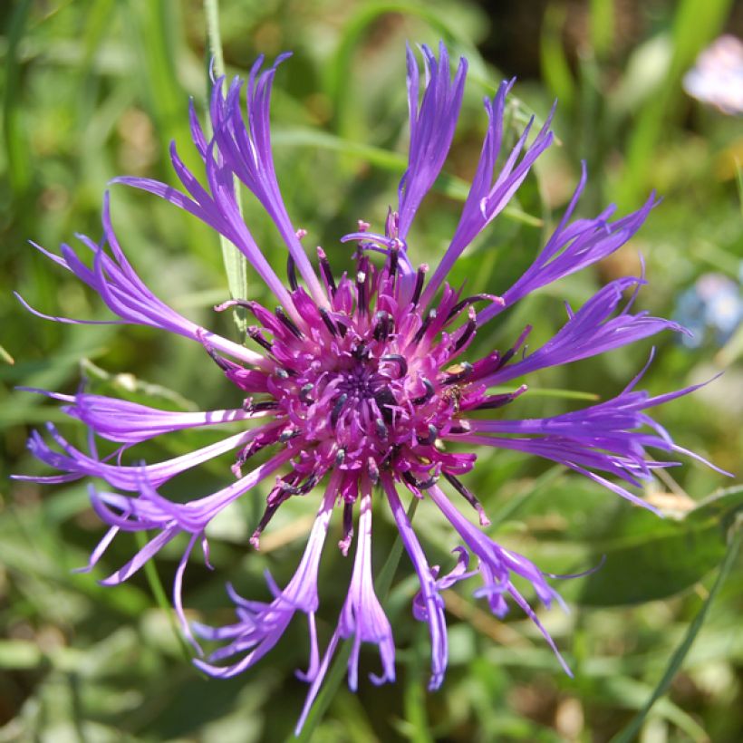 Centaurea montana Coerulea (Floración)