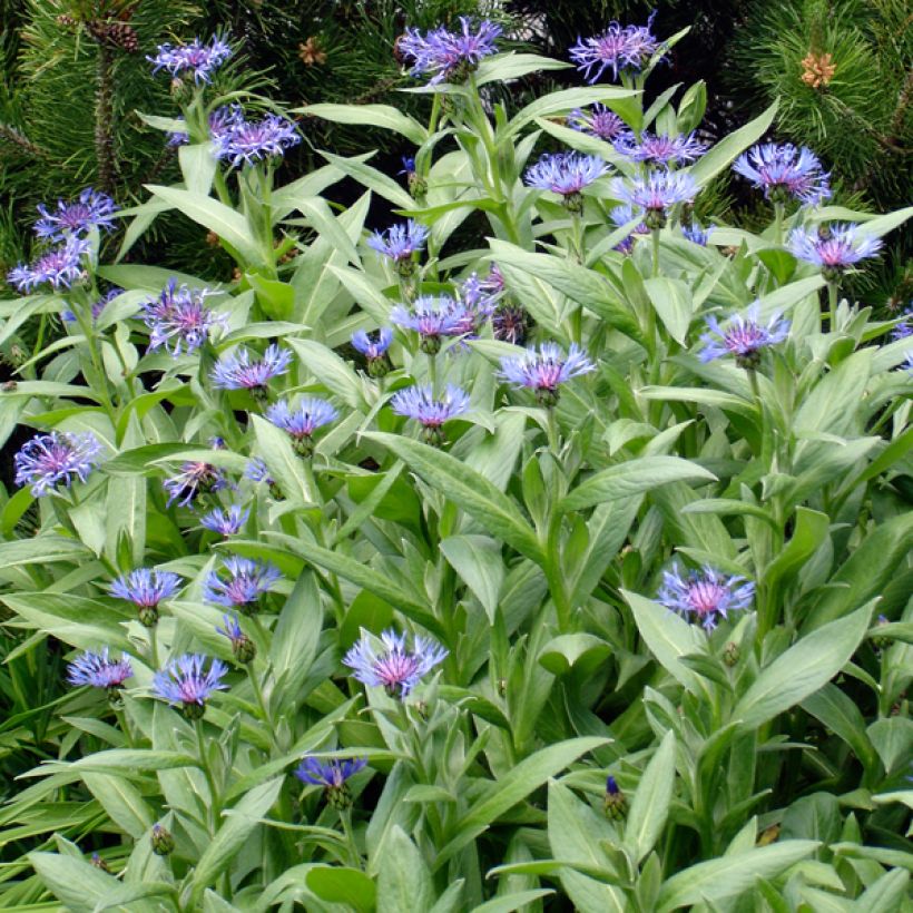 Centaurea montana Coerulea (Porte)