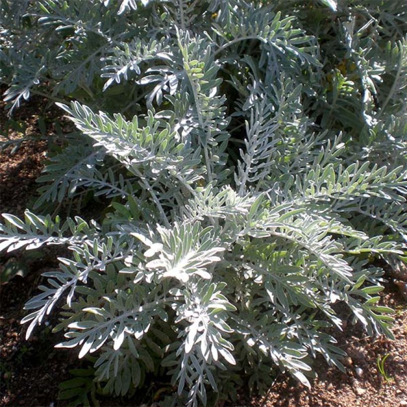 Centaurea pulcherrima (Follaje)