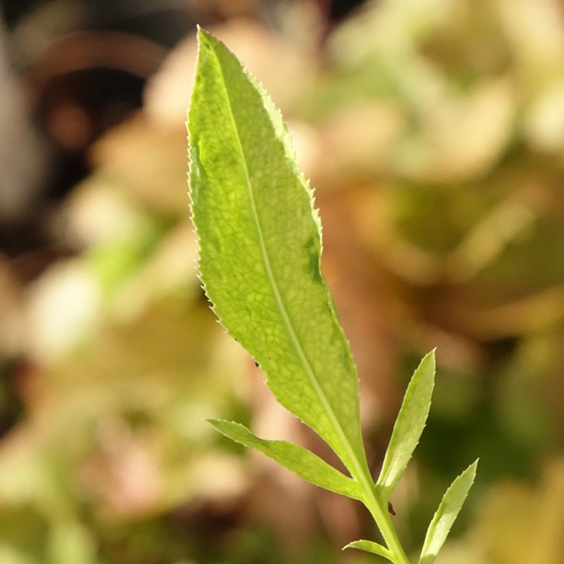 Centaurea ruthenica (Follaje)