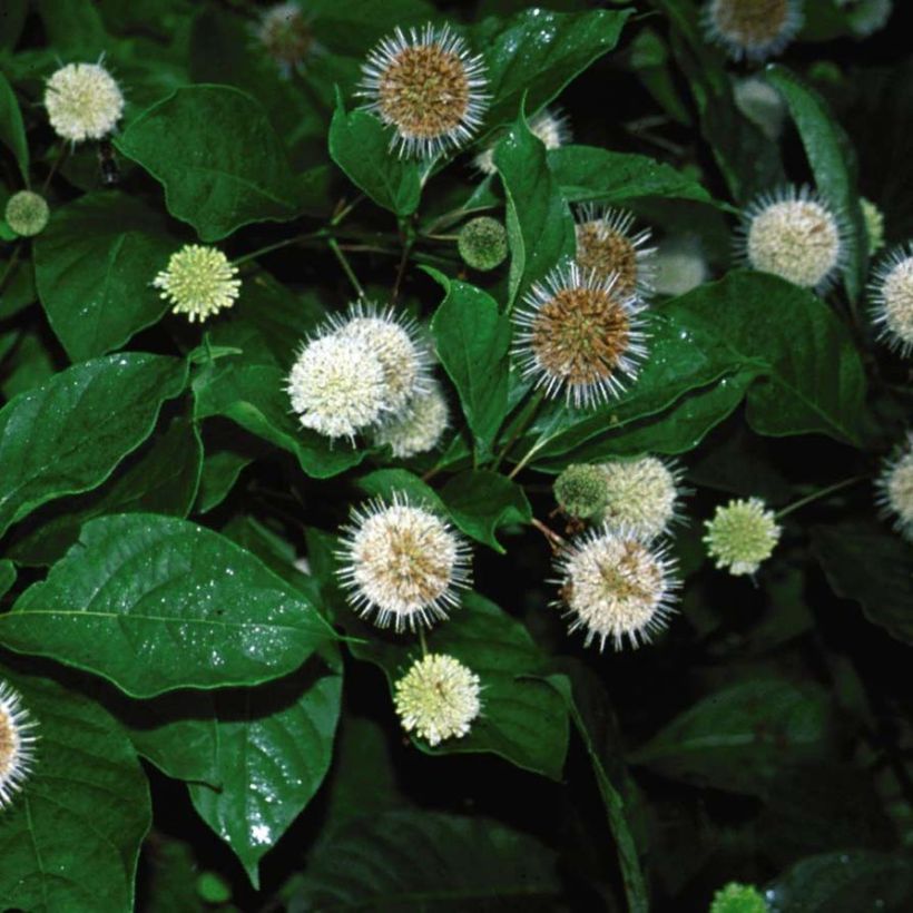 Cephalanthus occidentalis Fiber Optics - Aroma de laguna (Floración)