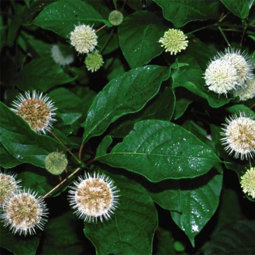 Cephalanthus occidentalis Fiber Optics - Aroma de laguna (Follaje)