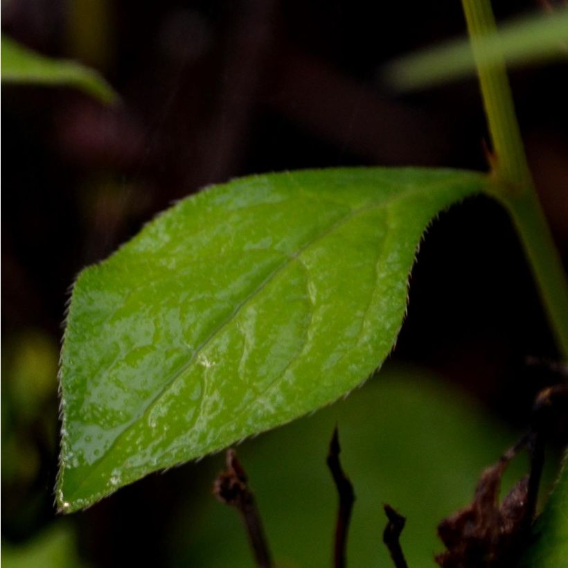 Ceratostigma willmottianum - Plumbago chino (Follaje)