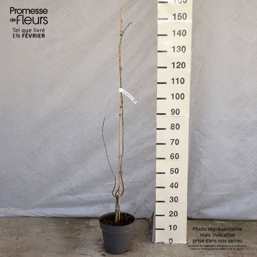 Cercidiphyllum japonicum Pendulum en pot 4L/5L Ejemplar entregado en invierno