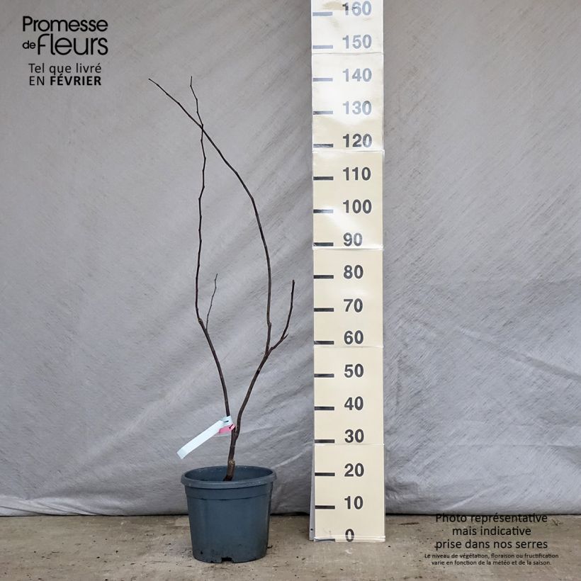 Cercis canadensis Forest Pansy en pot de 10L. Ejemplar entregado en invierno