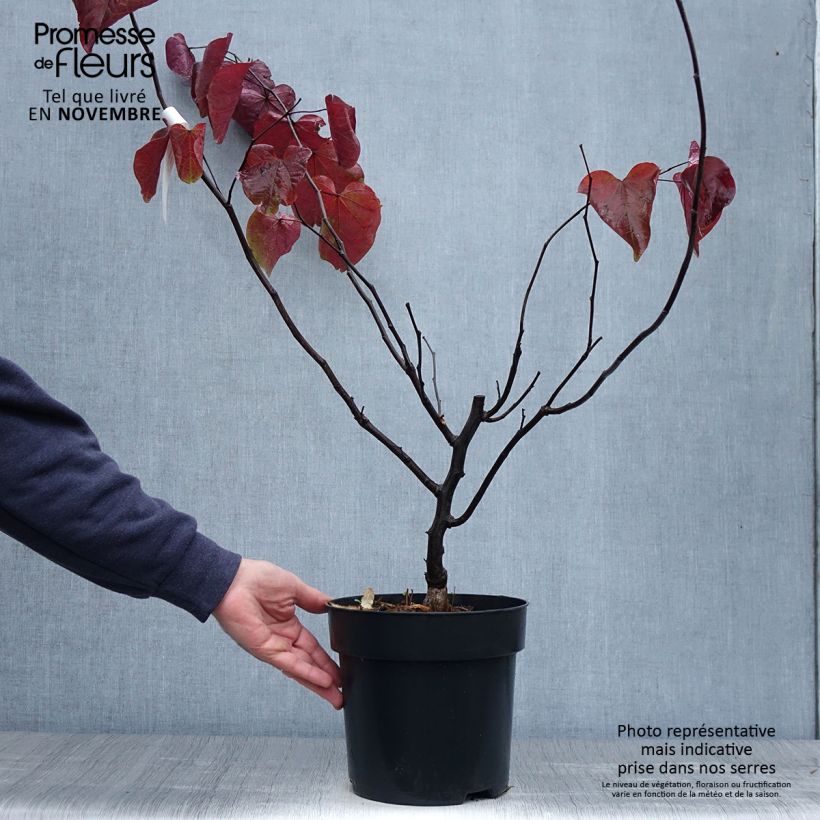 Ejemplar de Cercis canadensis Forest Pansy en pot de 4L/5L entregado en otoño