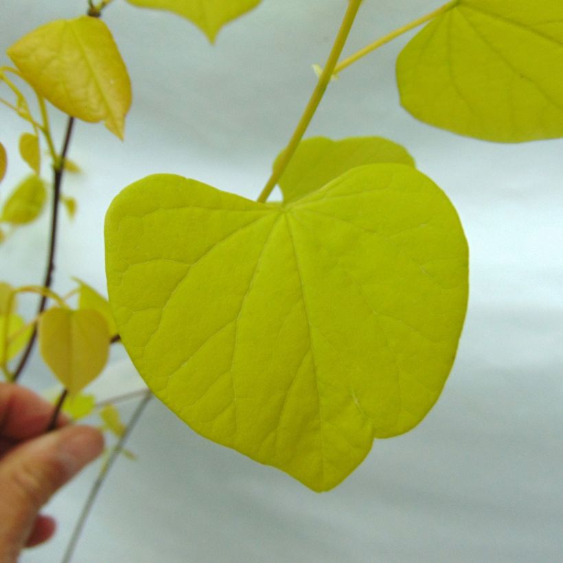 Redbud del este Heart of Gold - Cercis canadensis (Follaje)