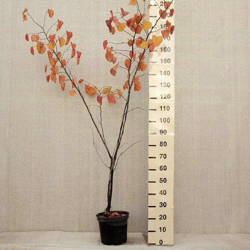 Ejemplar de Cercis canadensis Merlot - Gainier du Canada  Pot de 6L/7L entregado en otoño