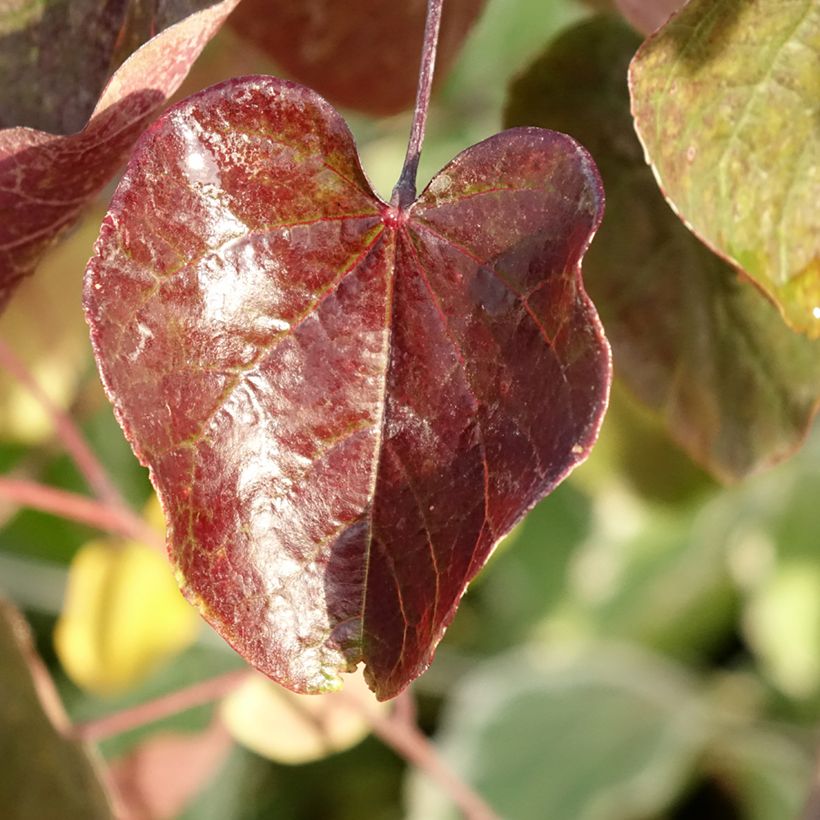 Redbud del este Merlot - Cercis canadensis (Follaje)