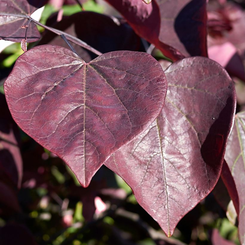 Redbud del este Red Force - Cercis canadensis (Follaje)