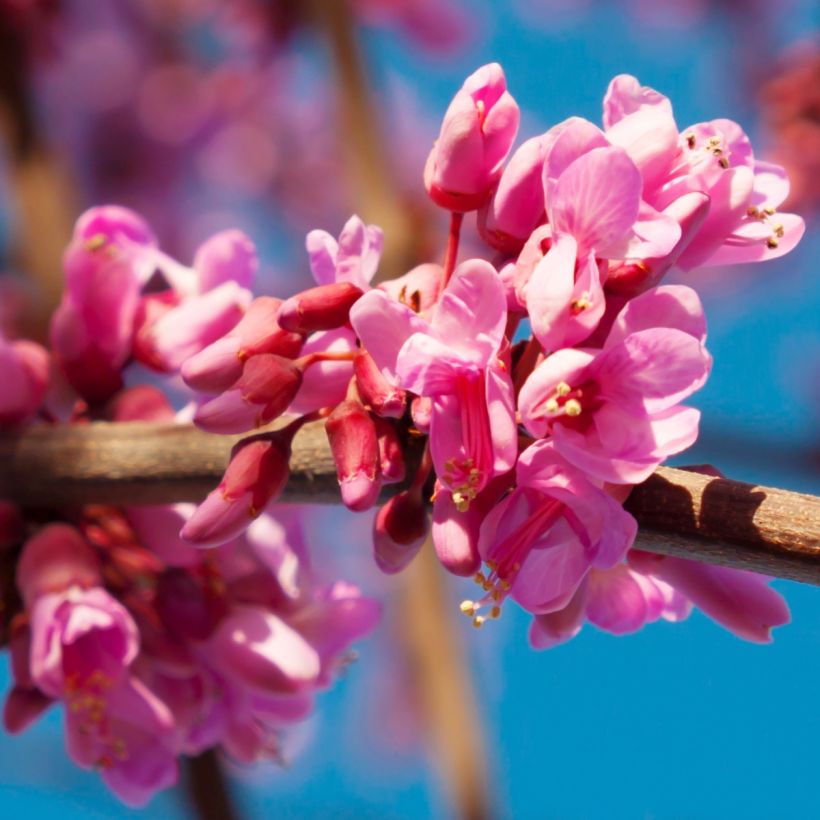 Redbud del este Red Force - Cercis canadensis (Floración)