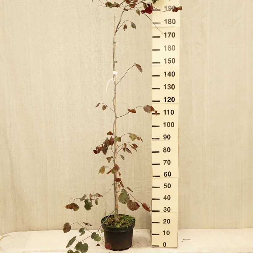 Ejemplar de Redbud del este Ruby Falls - Cercis canadensis Maceta 7,5L/10LAltura de entrega aprox. 100/125cm entregado en verano