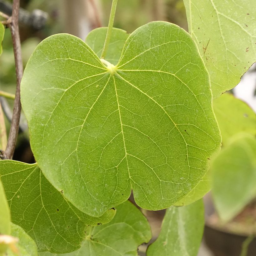 Redbud del este Texas White - Cercis canadensis (Follaje)