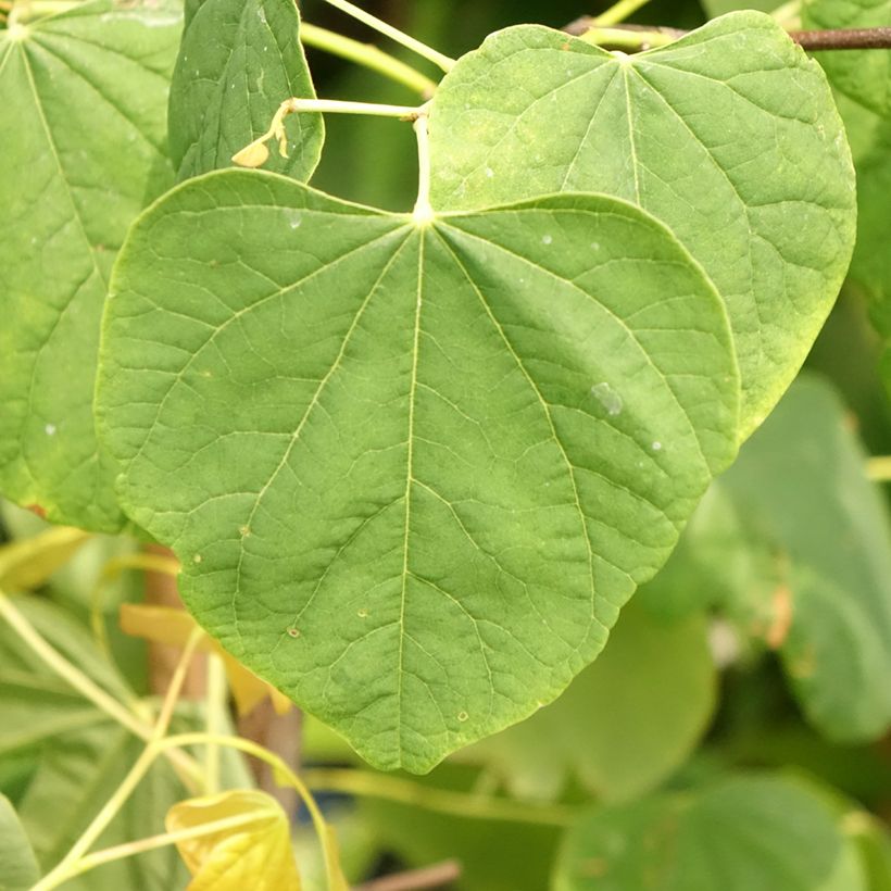 Redbud del este The Rising Sun - Cercis canadensis (Follaje)