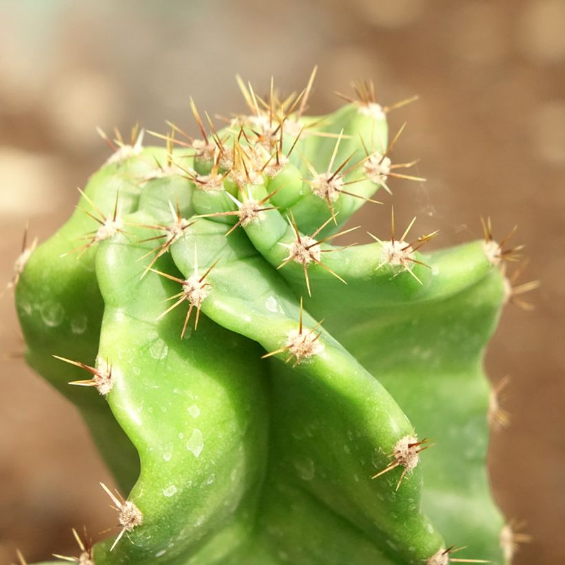 Cereus forbesii Spiralis (Follaje)