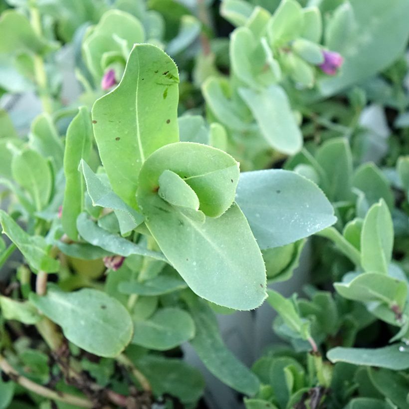 Cerinthe glabra - Ceriflor (Follaje)