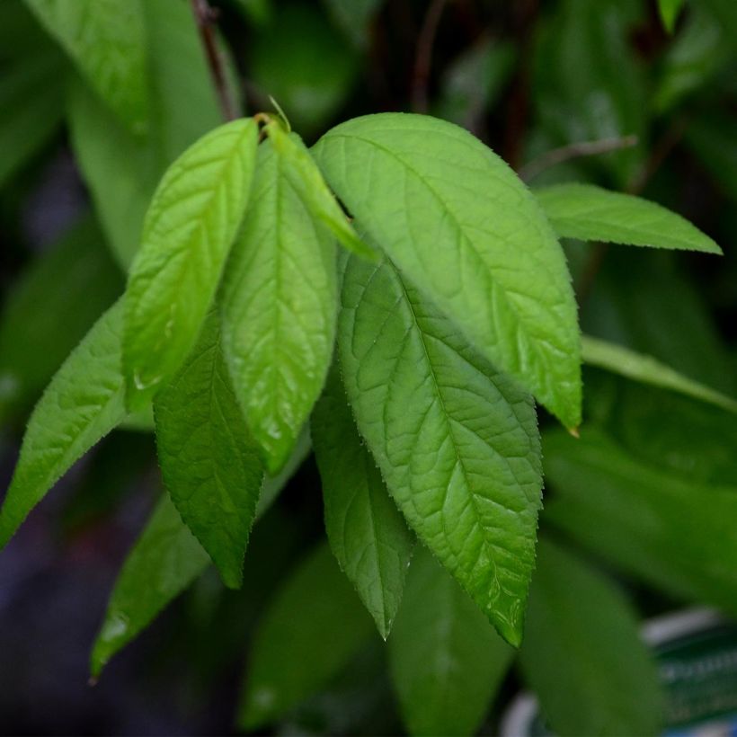 Prunus glandulosa Alba Plena (Follaje)