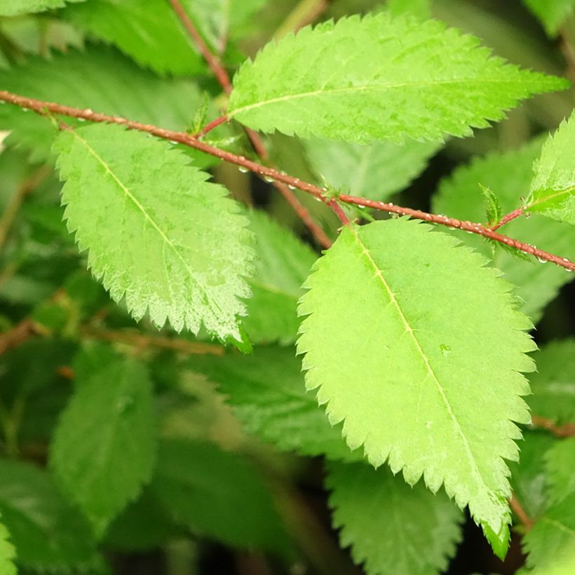 Cerezo enano Japonés Mikinori - Prunus incisa (Follaje)