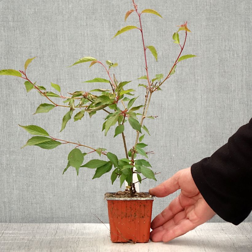 Cerisier à fleurs du Japon nain - Prunus incisa Paean - Godet de 8/9 cm Ejemplar entregado en la primavera