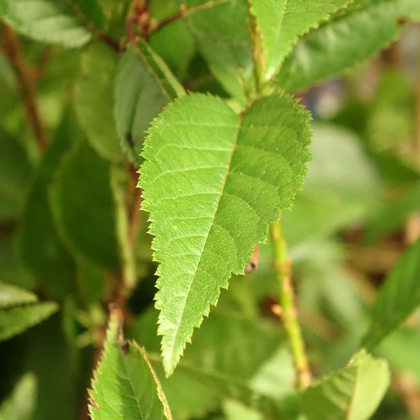 Cerezo enano Japonés Paean - Prunus incisa (Follaje)