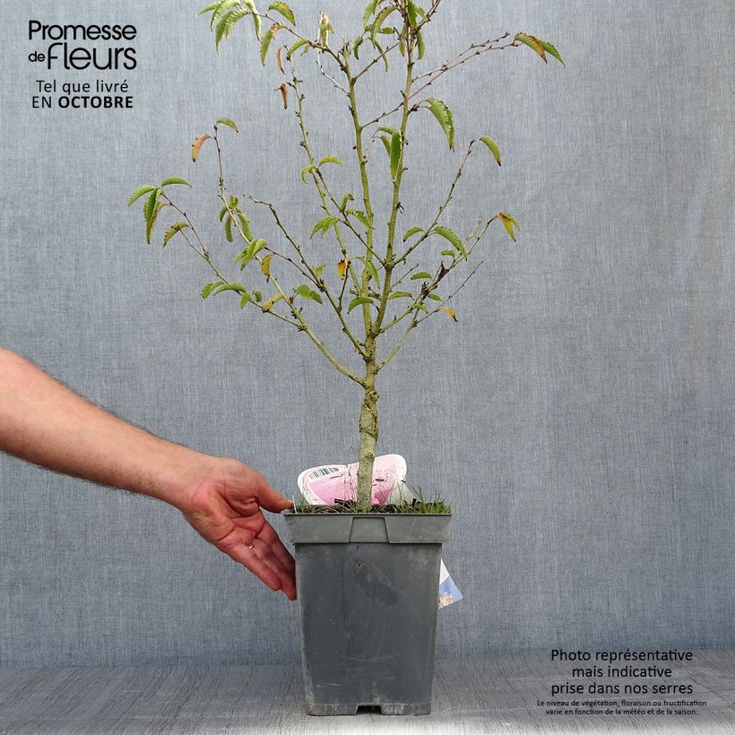 Ejemplar de Cerisier à fleurs - Prunus nipponica Brillant en pot de 4L/5L entregado en otoño