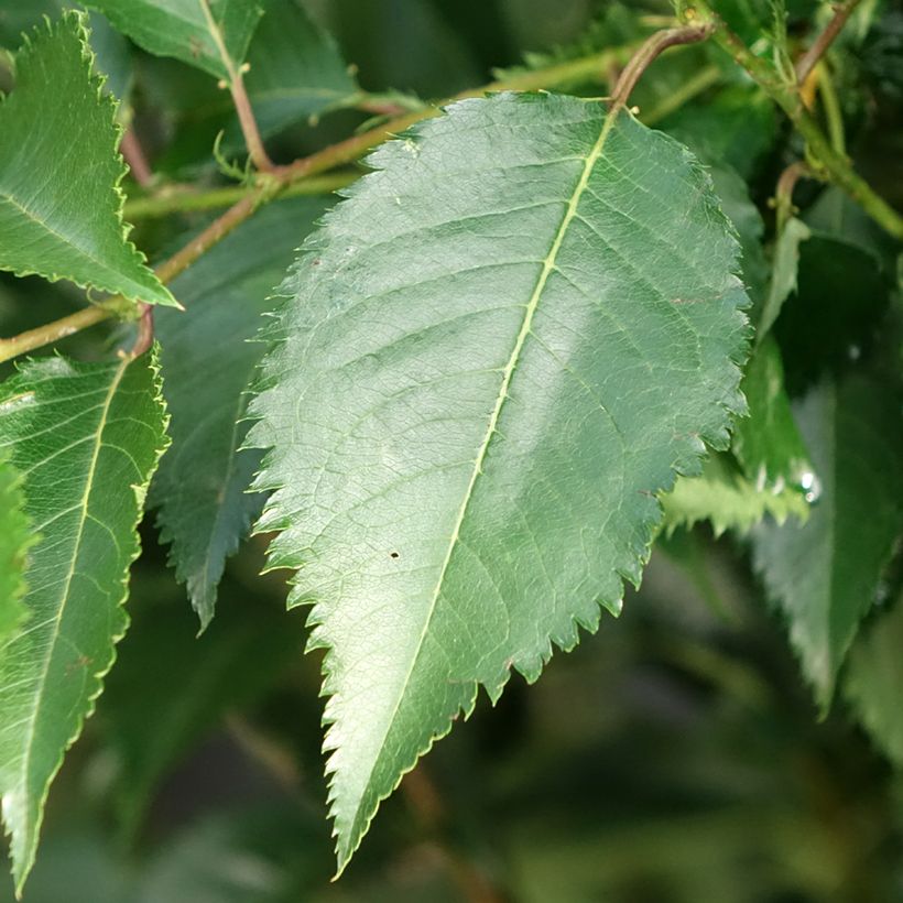 Cerezo de flor Pandora (Follaje)