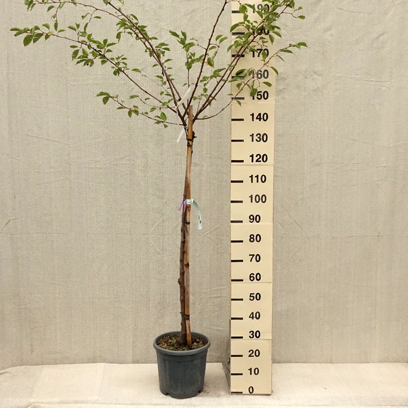 Ejemplar de Cerisier à fleurs - Prunus serrulata Shirofugen Pot de 12L/15L entregado en verano