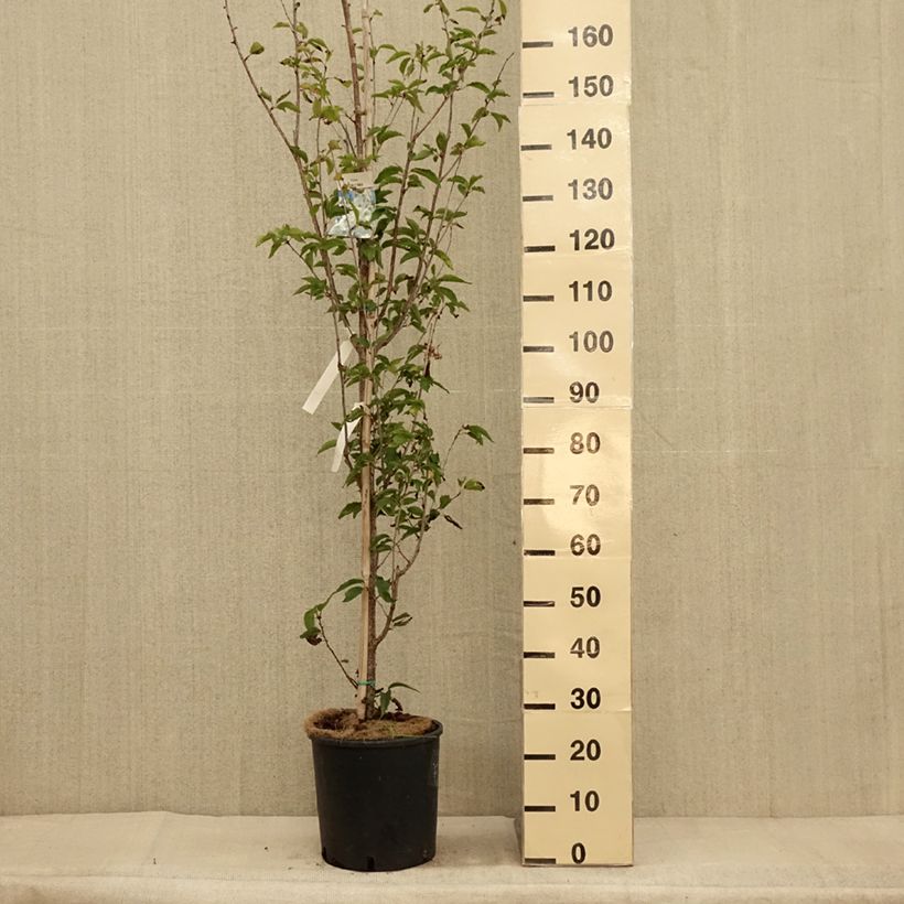 Ejemplar de Cerisier à fleurs - Prunus Umineko Pot de 12L/15L entregado en otoño