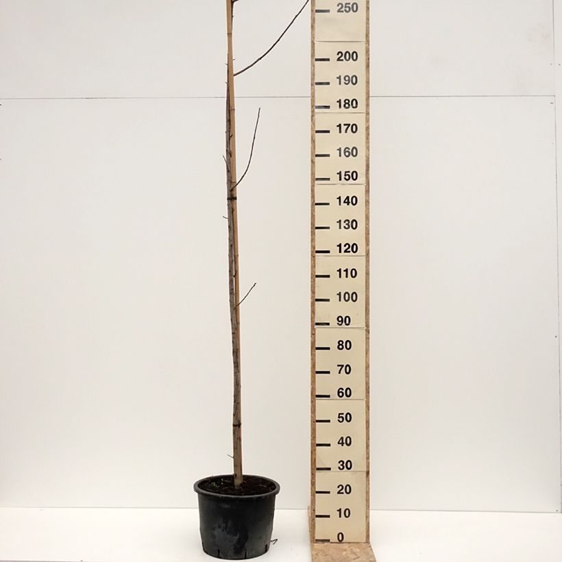 Cerezo de Virginia Canada Red - Prunus virginiana Maceta 20L/25LAltura de entrega aprox. 380/+cm Ejemplar entregado en invierno