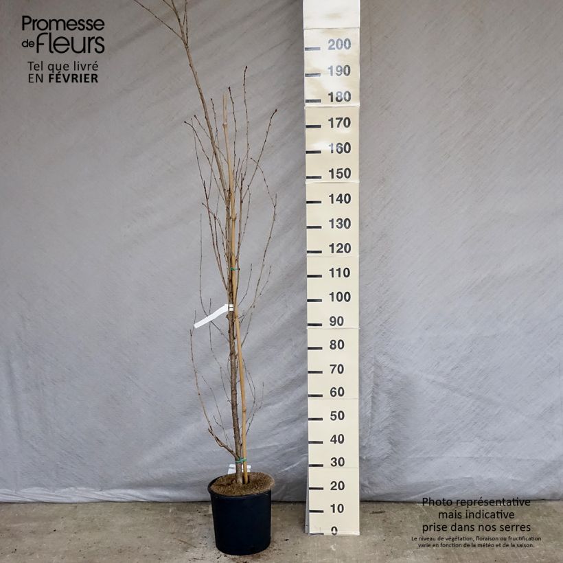 Cerisier à grappes - Prunus serrulata Sunset Boulevard Pot de 12L/15L Ejemplar entregado en invierno