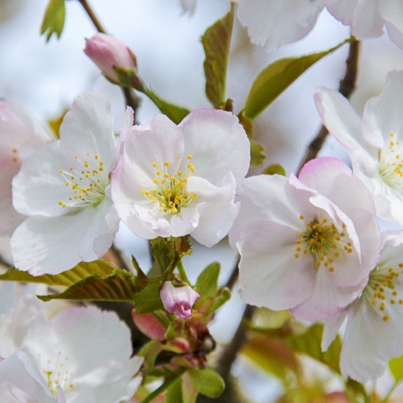 Cerezo japonés Sunset Boulevard - Prunus serrulata (Floración)