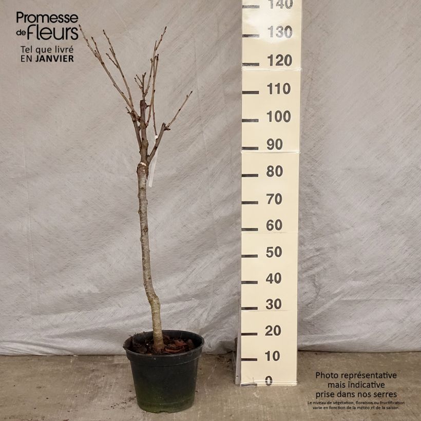 Cerisier Bigarreau Moreau - Prunus avium Gobelet en pot de 7,5l/10l Ejemplar entregado en invierno