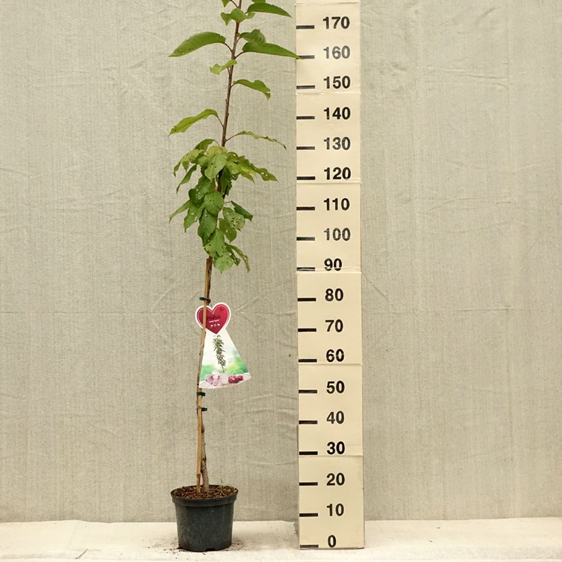 Ejemplar de Cerezo columnar Sylvia Maceta 4L/5L, ColumnarAltura de entrega aprox. 140/150cm entregado en verano